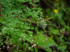 Thalictrum foliolosum