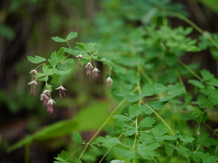 Thalictrum foliolosum