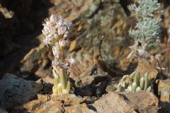 Orostachys thyrsiflora