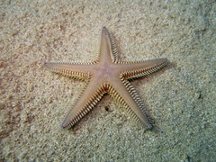 Astropecten platyacanthus