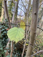 Corylus avellana