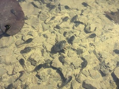 Thermonectus nigrofasciatus