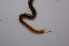 Geophilus carpophagus