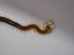 Geophilus carpophagus