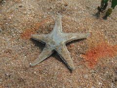 Astropecten platyacanthus