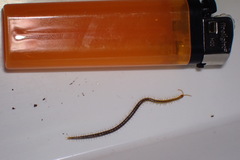 Geophilus carpophagus