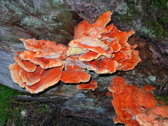 Laetiporus montanus