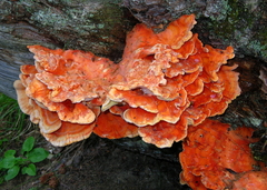 Laetiporus montanus