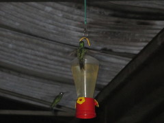 Anthracothorax nigricollis