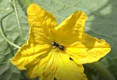 Ceratina