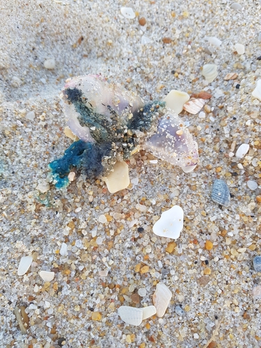 photo of Portuguese Man O' War (Physalia physalis)