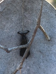 Mystacides sepulchralis