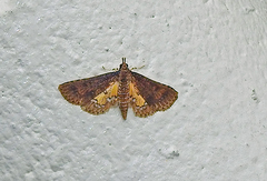 Niphograpta albiguttalis