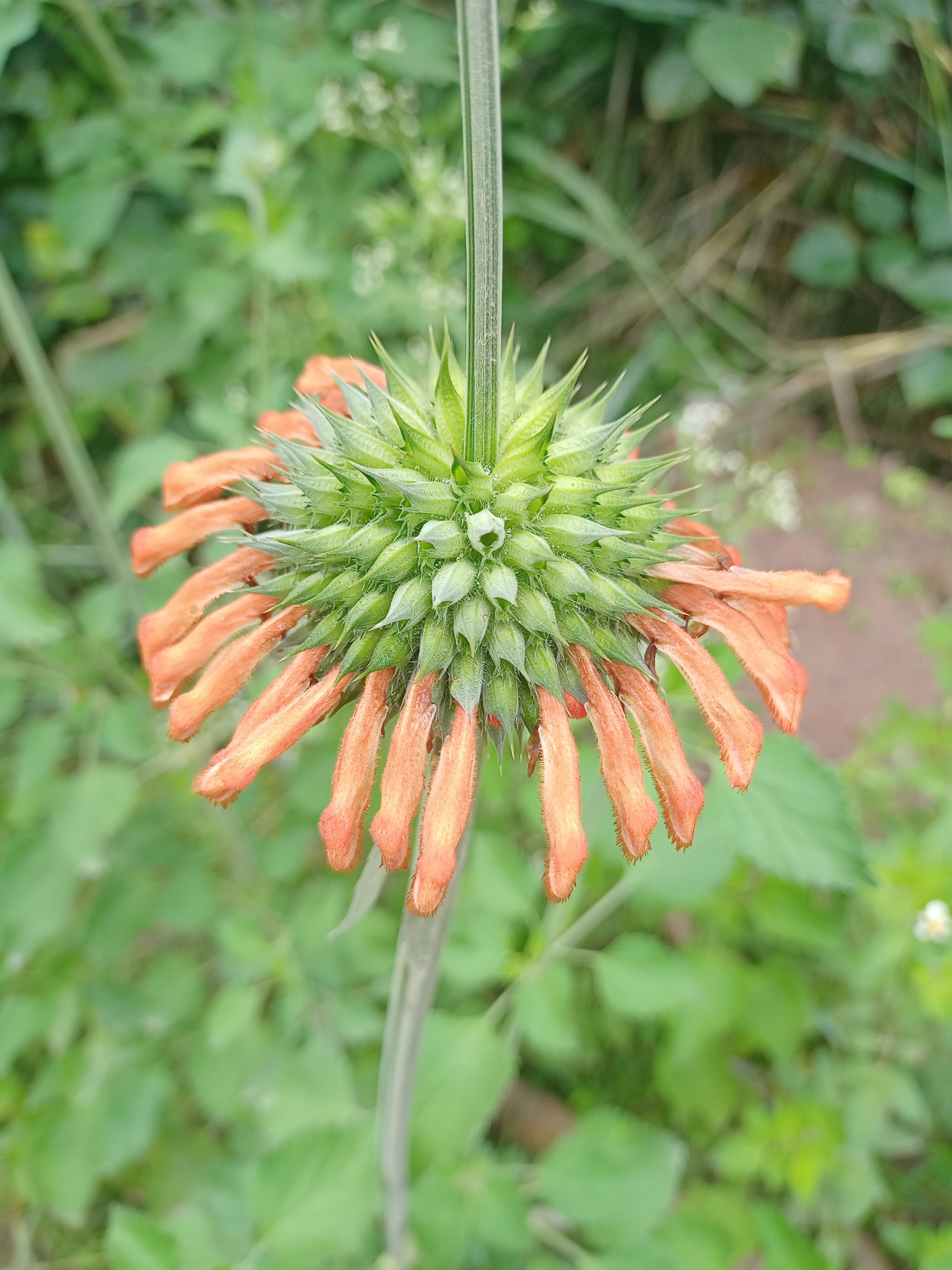 Leonotis image