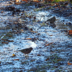 Fringilla coelebs