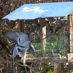 Columba livia domestica