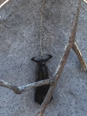 Mystacides sepulchralis