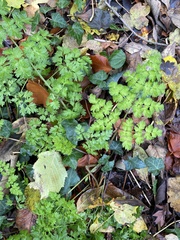 Anthriscus sylvestris