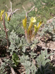 Astragalus nikitinae