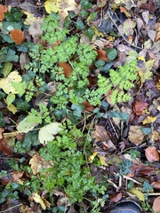 Anthriscus sylvestris