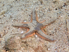 Astropecten platyacanthus