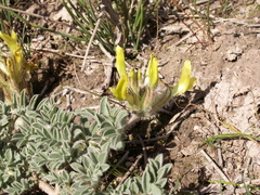 Astragalus nikitinae