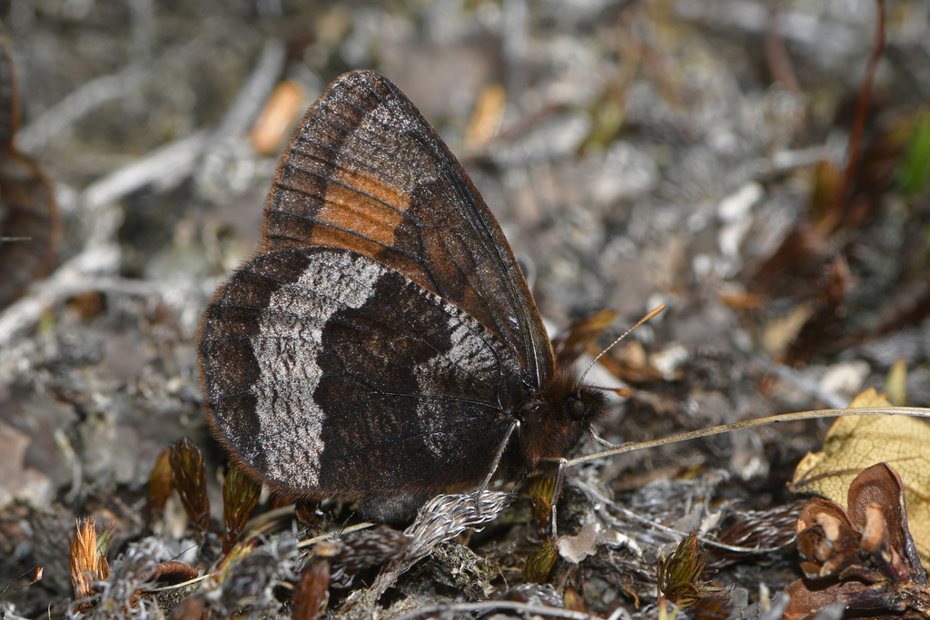 Banded Alpine