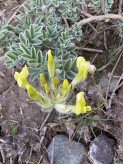 Astragalus nikitinae