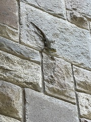 Stenocercus crassicaudatus