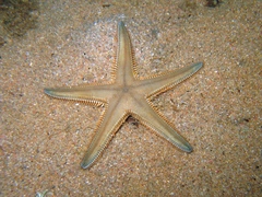 Astropecten platyacanthus