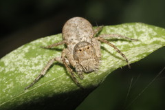 Hamataliwa grisea