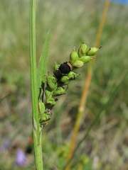 Anthracoidea paniceae