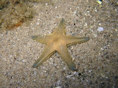 Astropecten platyacanthus