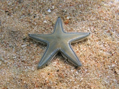 Astropecten platyacanthus