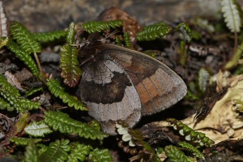 Banded Alpine