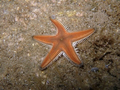 Astropecten platyacanthus