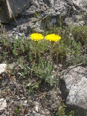 Leontodon biscutellifolius