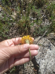 Leontodon biscutellifolius