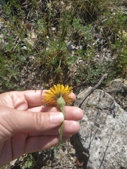 Leontodon biscutellifolius