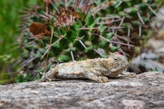 Phrynosoma taurus