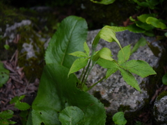 Arisaema jacquemontii