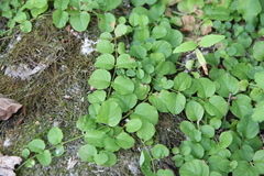 Lysimachia nummularia
