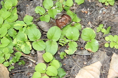 Lysimachia nummularia