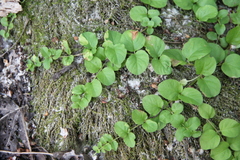 Lysimachia nummularia
