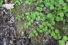 Lysimachia nummularia