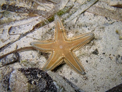 Astropecten platyacanthus