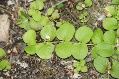 Lysimachia nummularia