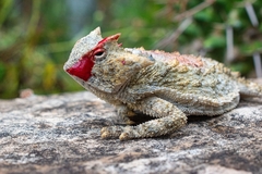 Phrynosoma taurus