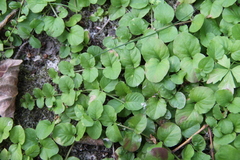 Lysimachia nummularia
