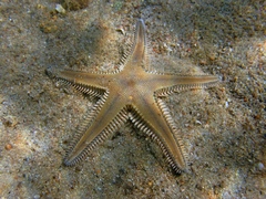 Astropecten platyacanthus